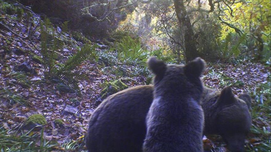 Récord de oseznos en la parte oriental de la Cordillera Cantábrica