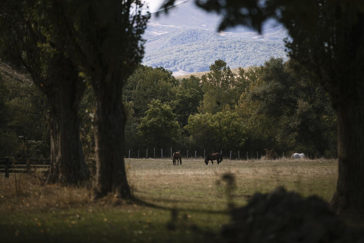 Unos caballos pastan en un prado en las afueras de los Redondos.