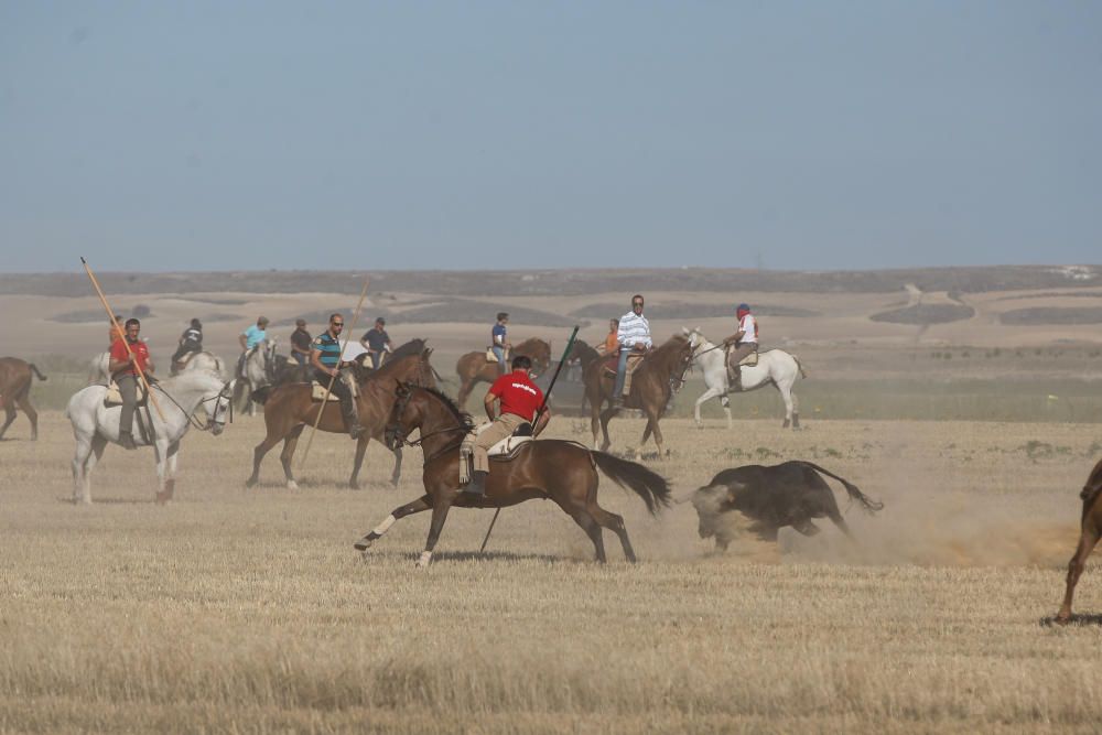 Encierro campero Coreses