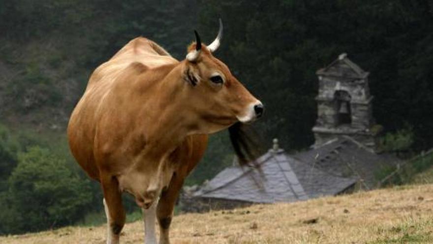 Una vaca sense control envesteix 12 excursionistes i en fereix un de gravetat