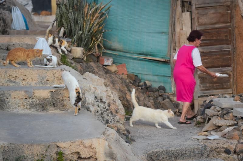 11-02-2010 ARUCAS. Colonias de gatos callejeros en Cardones. Fotógrafo: ANDRES CRUZ  | 11/02/2020 | Fotógrafo: Andrés Cruz