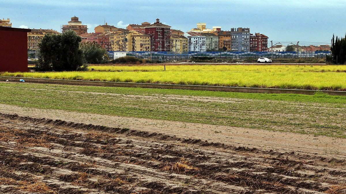 Terrenos de la huerta de Alboraia, con los bloques de viviendas de la zona de Port Saplaya, al fondo.  | VICENT M . PASTOR