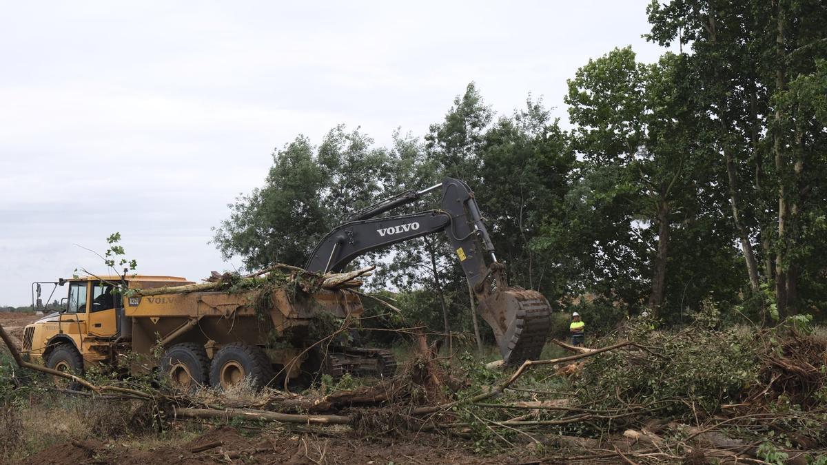 Las máquinas arrasan el parque Ascensión en Badajoz