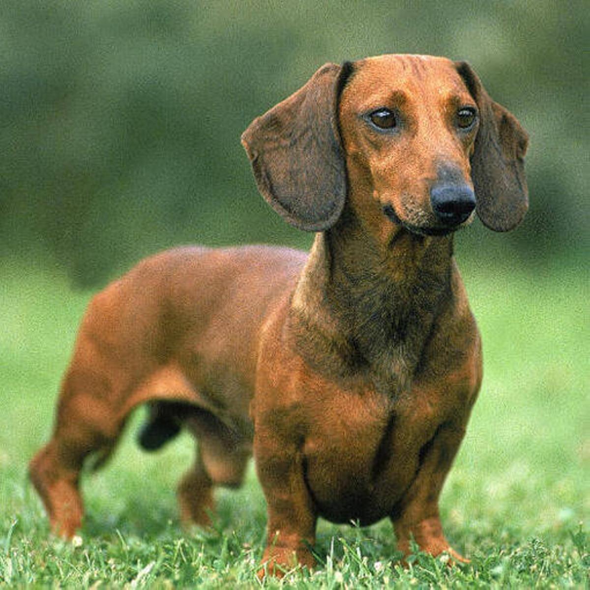Un perro Teckle.