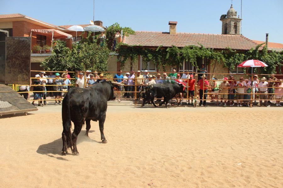 Fiestas en Zamora: Encierro en Argujillo