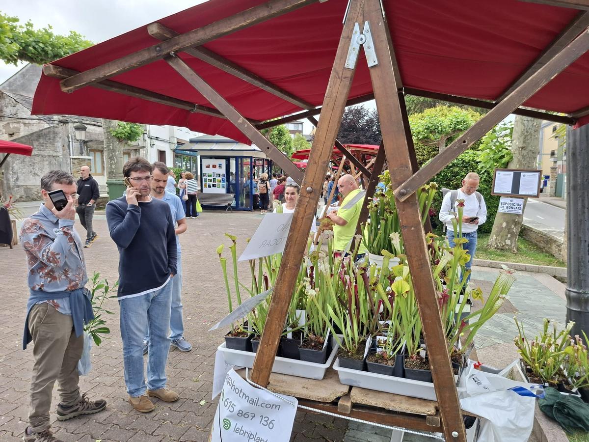 En imágenes: La primera feria de jardinería del Occidente llena La Caridad de color y buen ambiente