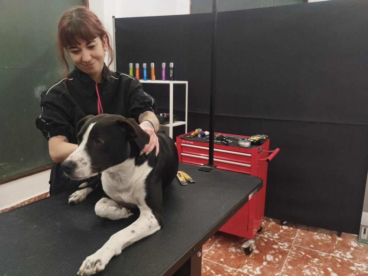 La nueva peluquería canina de Grado, en imágenes