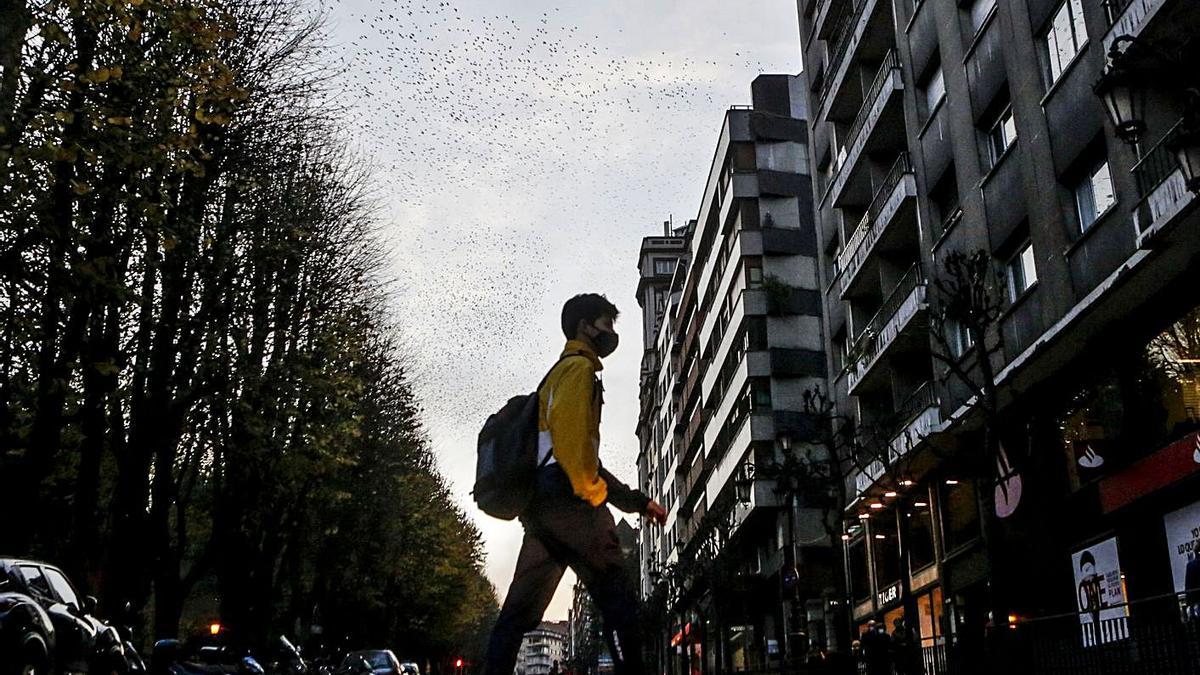 Un joven, el pasado noviembre, cruzando la calle Conde de Toreno bajo un cielo plagado de estorninos. | Julián Rus