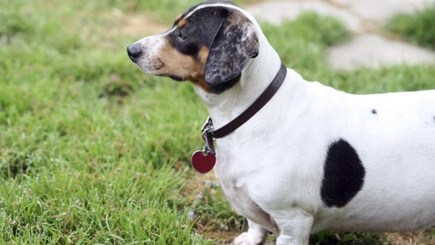 Diabetes en perros: síntomas, tratamiento y cuidados esenciales para su bienestar