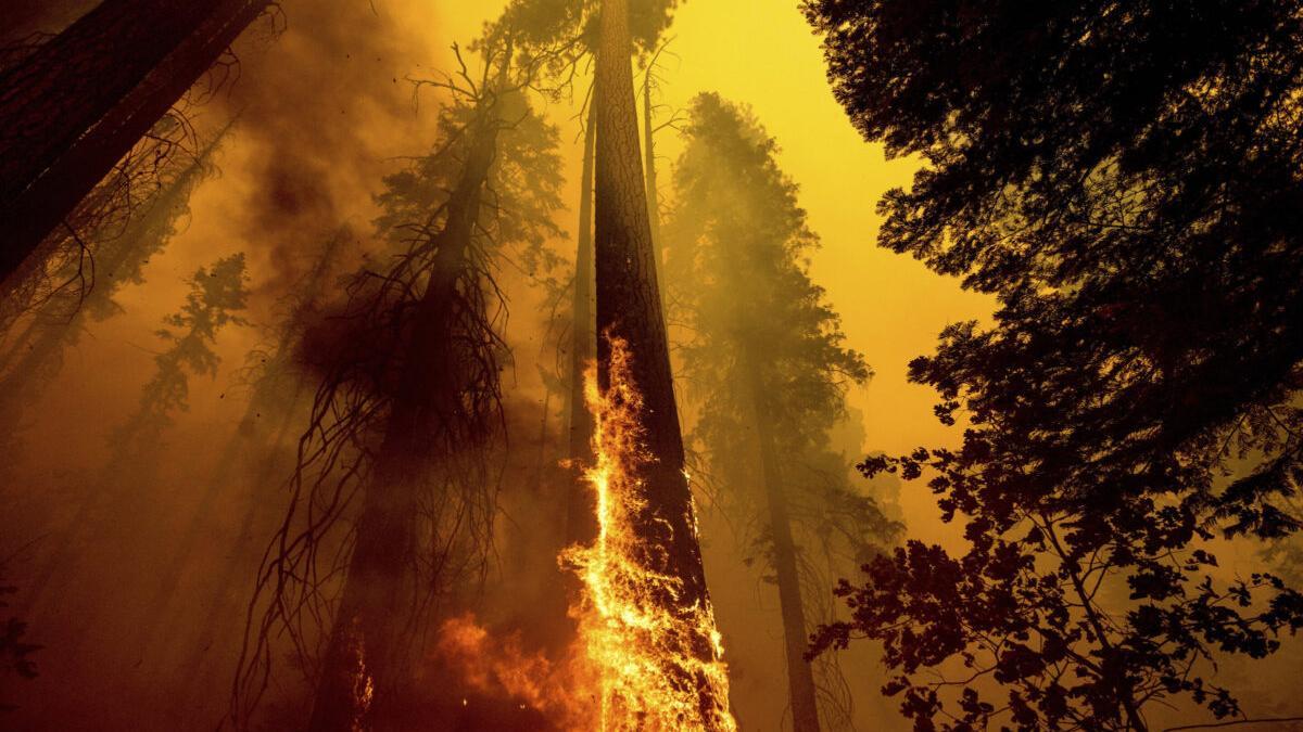 Los incendios matan a la quinta parte de las secuoyas gigantes de California