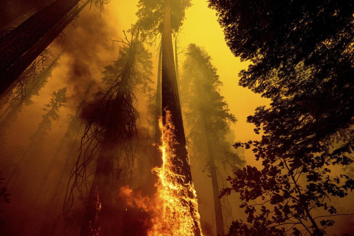 Los incendios matan a la quinta parte de las secuoyas gigantes de California
