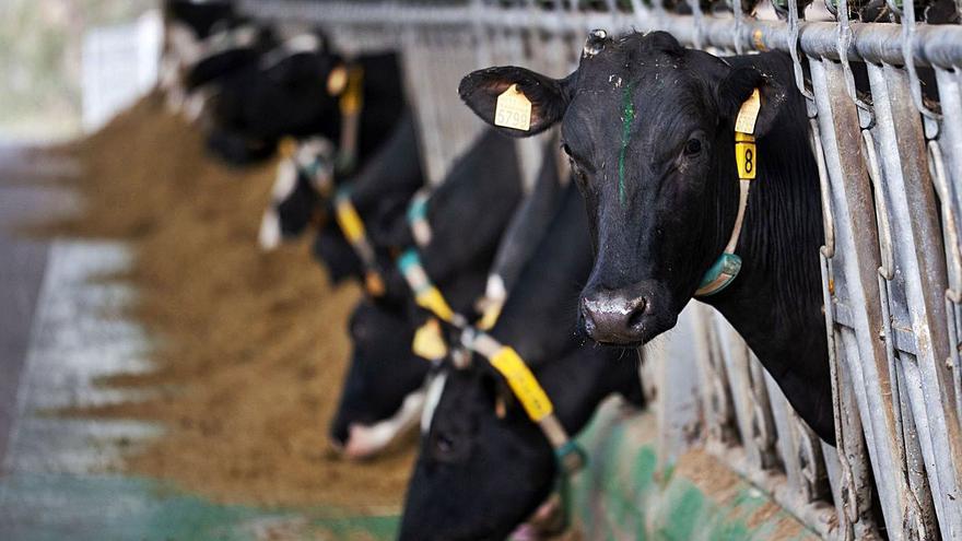 El sector ganadero denuncia que las industrias se niegan a cubrir las alzas de los costes de producción de la leche