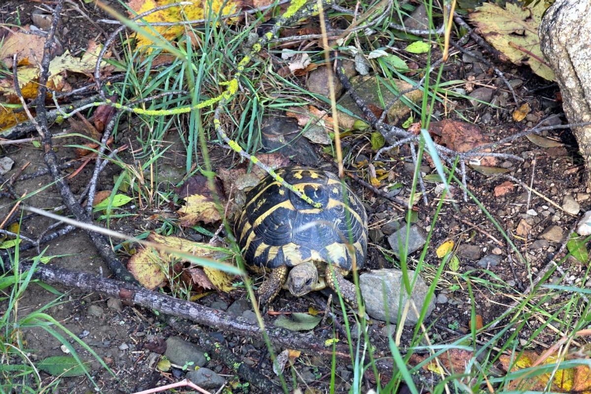 Un exemplar de tortuga mediterrània al Centre de Reproducció de l’Albera Un exemplar de tortuga mediterrània al Centre de Reproducció de l’Albera