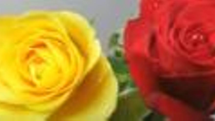 Òmnium demana regalar roses grogues per Sant Jordi i els productors es posen les mans al cap