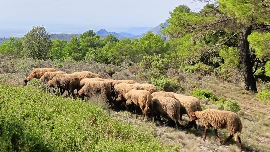 Ovejas en el monte en Xixona