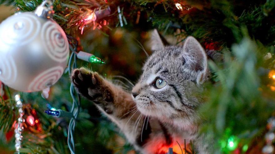 Adiós a los accidentes con el árbol de Navidad: la solución que Lidl propone para que no se caiga