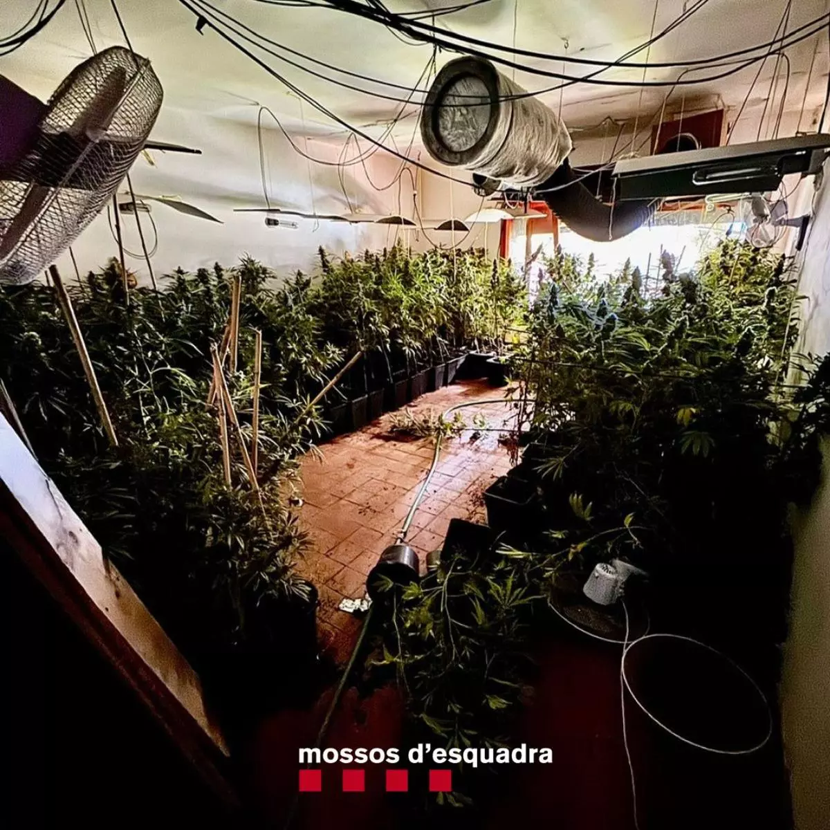 Desmantellen un cultiu de marihuana i intervenen 8 quilos de cabdells en una casa ocupada de Calonge