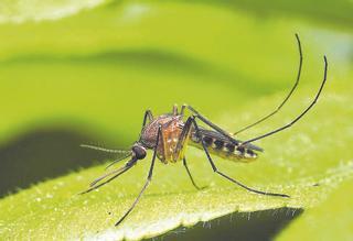 Leserfragen an die MZ: Ist die Mückenplage auf Mallorca wirklich so schlimm?