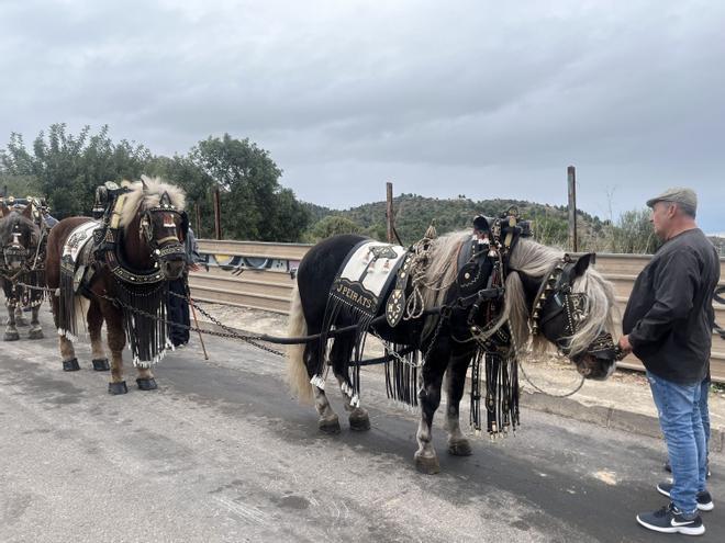 Los protagonistas de 'Baixà del pi' de Sant Antoni 2023 en la Vall