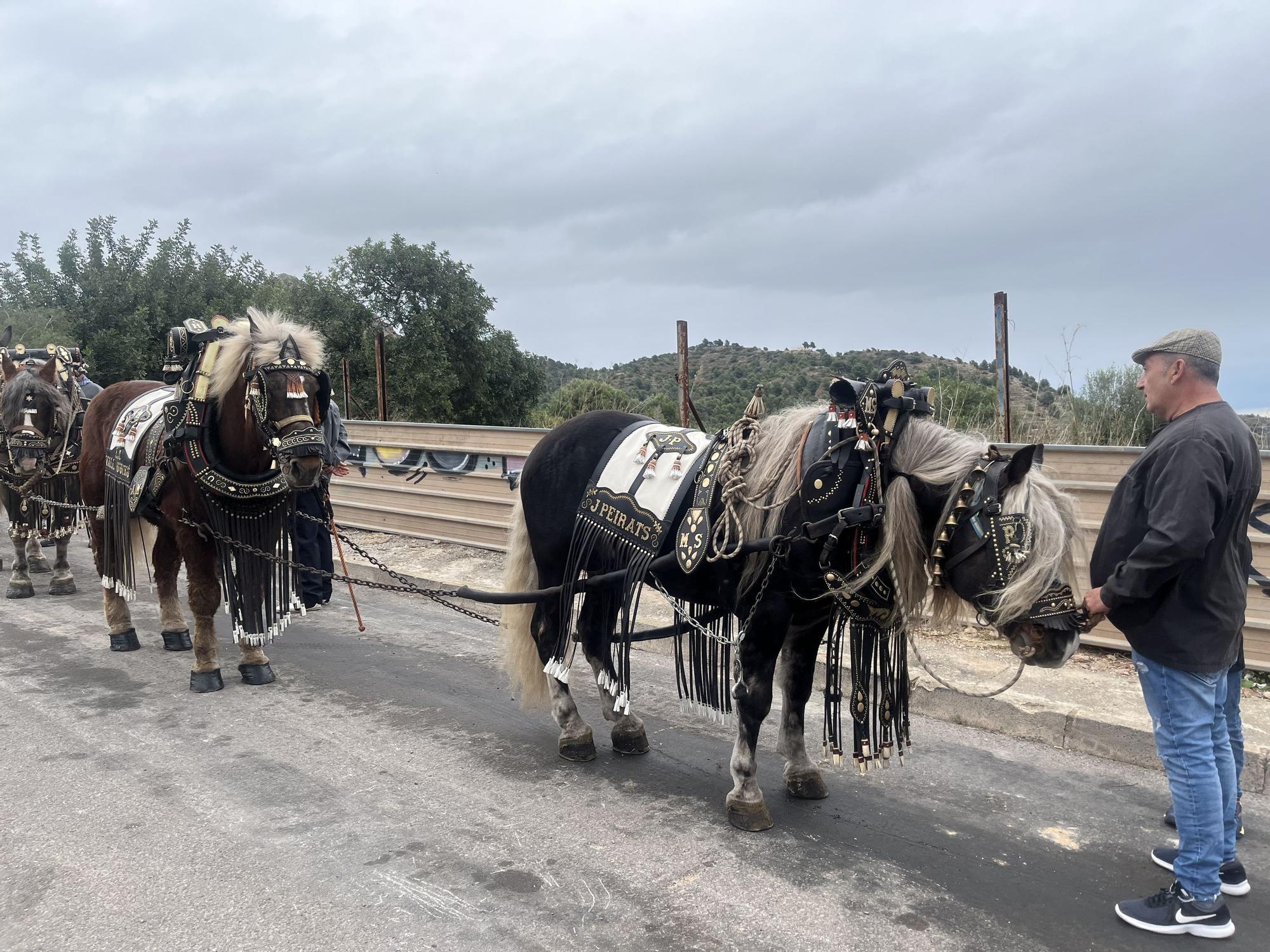 Baixà del pi de las fiestas de Sant Antoni 2023 en la Vall