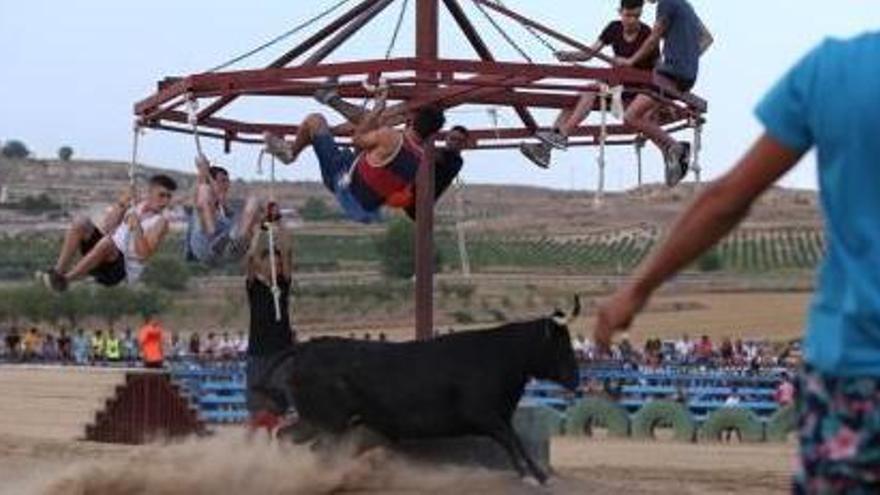 Un momento de la suelta de vaquillas celebrada en la tarde de ayer en Pinoso.