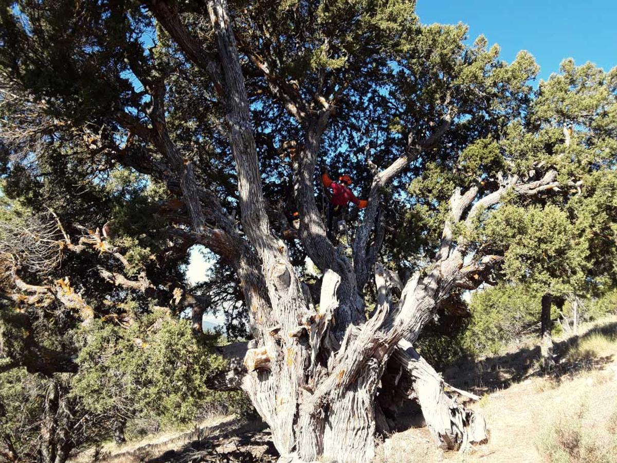 Bosques maduros: antídotos contra la crisis climática