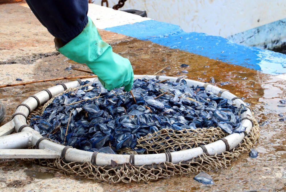 Apareixen milers d'exemplars d'una espècie de medusa a la Costa Brava