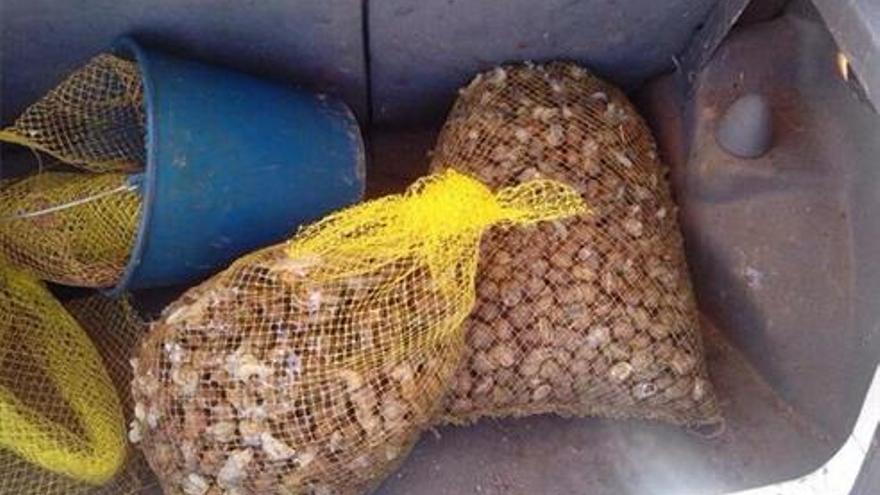 Sorprendidos con 75 kilos de caracoles en les Alqueries