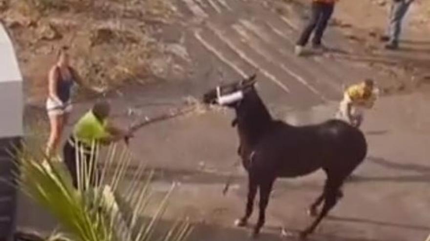 Golpea a un caballo para subirlo a un remolque en Canarias