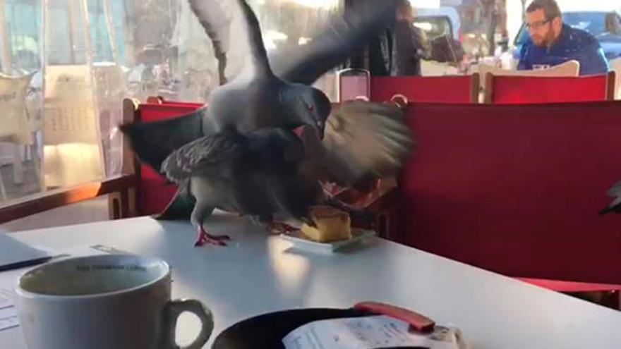 El ataque organizado de las palomas de Vigo por un bizcocho