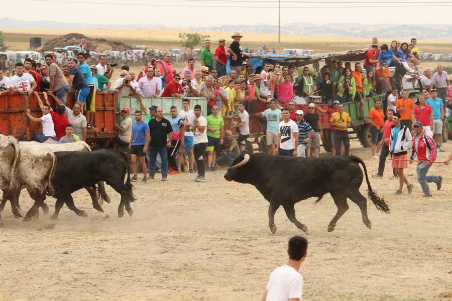 Segundo encierro taurino en Guarrate