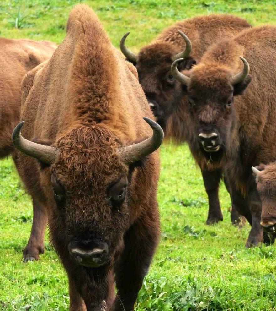 Los bisontes se adaptan bien al clima del sur de España, según el CSIC