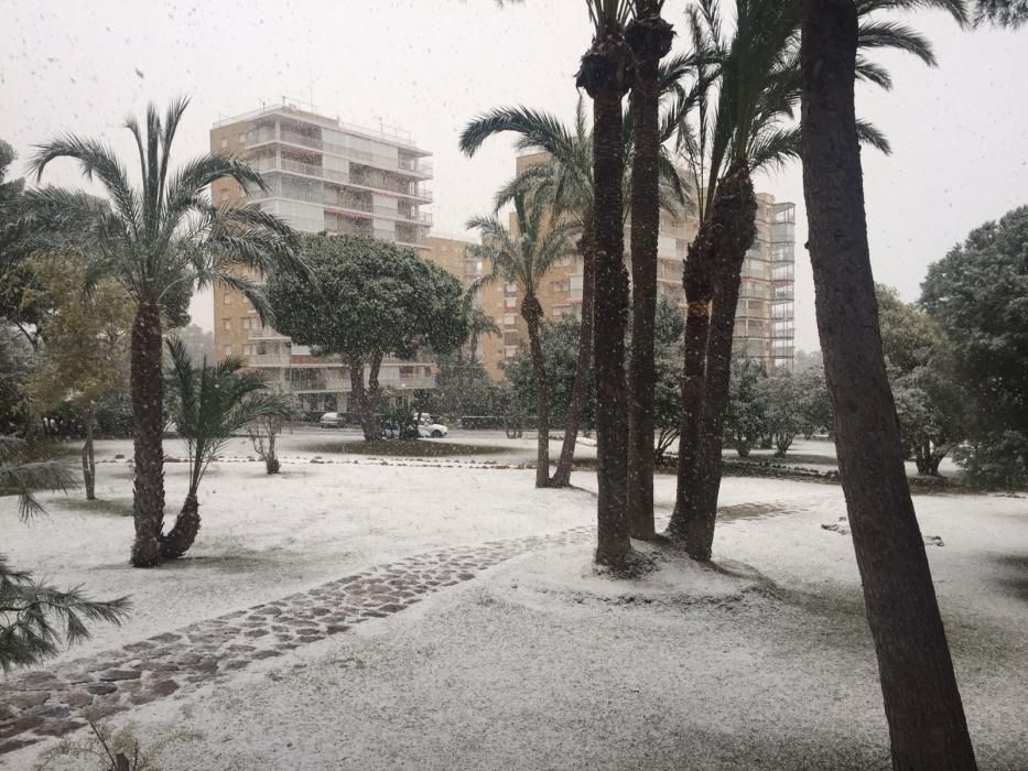 Una fina capa de nieve ha cubierto las playas, los techos de los vehículos, zonas verdes y tejados de Torrevieja, Orihuela Costa y Pilar de la Horadada