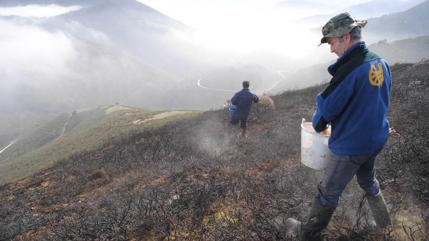 La plantación de semillas sobre el terreno quemado.