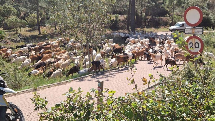 Las 240 cabras llegando, ayer, al paraje Parpalló-Borrell de Gandia. | LEVANTE-EMV