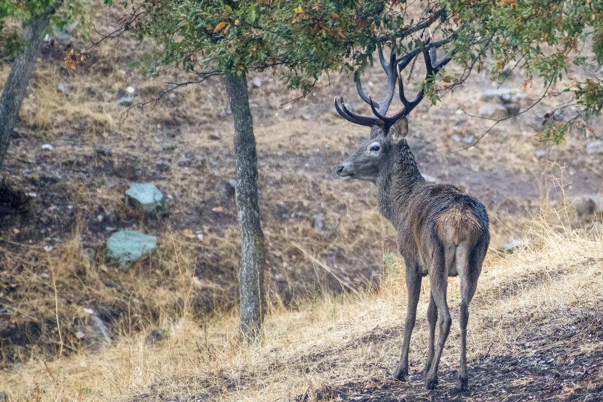 Un ciervo en una imagen de archivo.