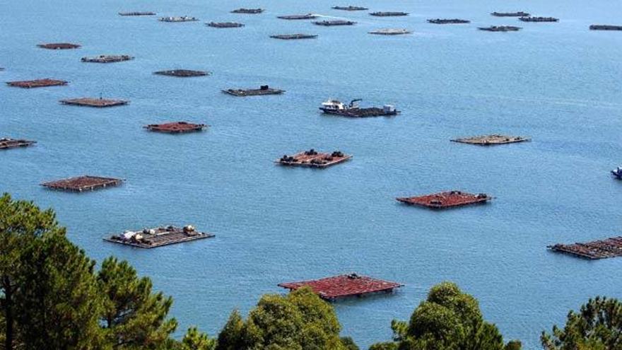 Vista de las bateas en la ría de Vigo. // Marta G. Brea