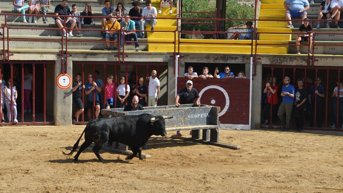 Los aficionados del &#039;bou al carrer&#039; han podido disfrutar de la última jornada taurina de las fiestas