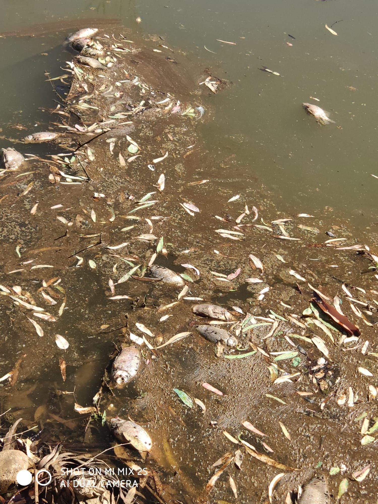 Aparecen decenas de peces muertos en una charca cercana al Guadiana