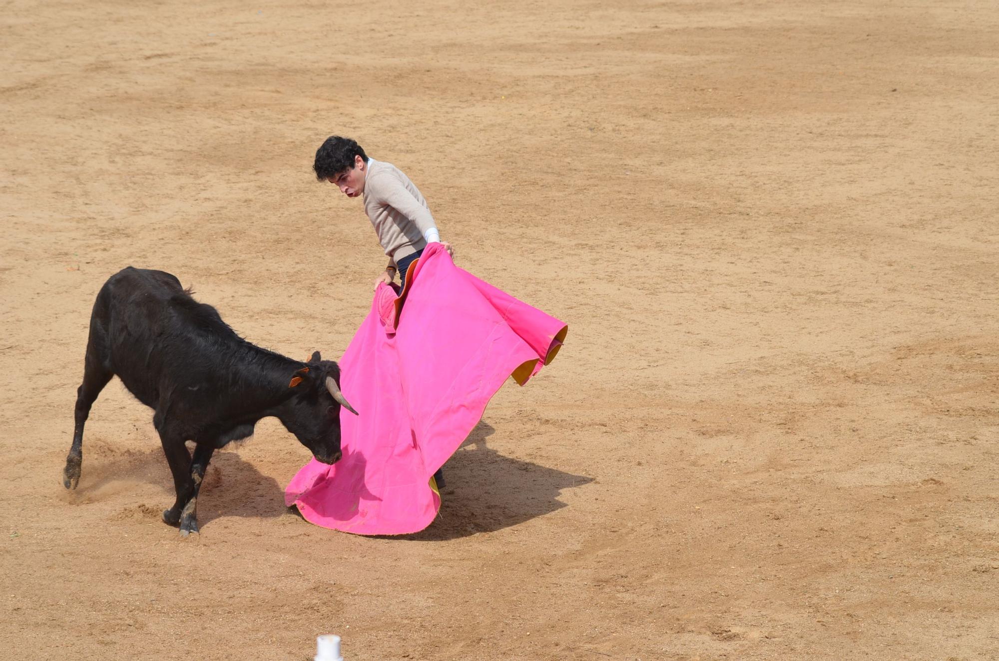 Fiestas del Toro en Benavente: El novillero Adrián Gabella y su arte con el capote