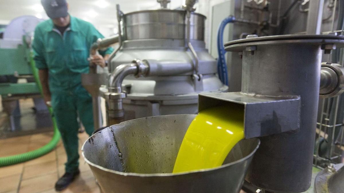 Extracción del aceite de oliva en una almazara cordobesa.
