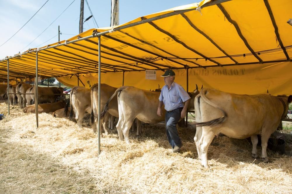 Feria de ganado en Santullano