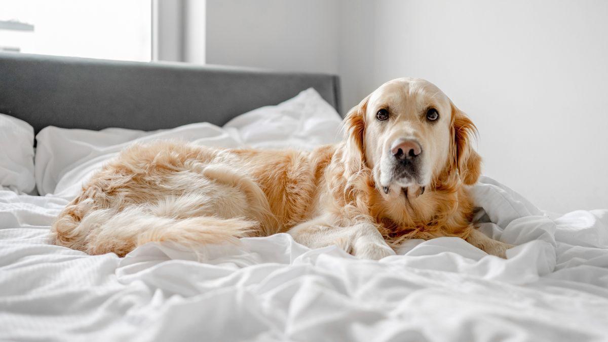 La ley prohíbe dejar solos a los perros durante más de 24 horas
