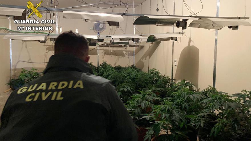 Detenido un vecino de Ceutí de 73 años por cultivar 107 plantas de marihuana para su venta