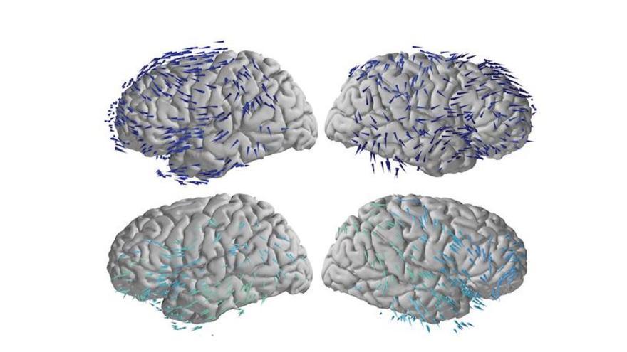 Las ondas cerebrales se mueven en direcciones opuestas para crear recuerdos y luego para recuperarlos