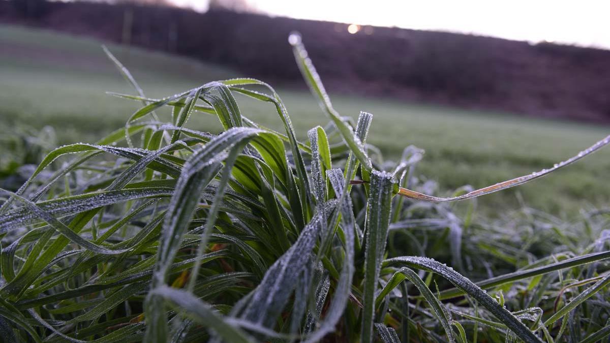 Un prado blanco por la helada hoy en la montaña coruñesa.