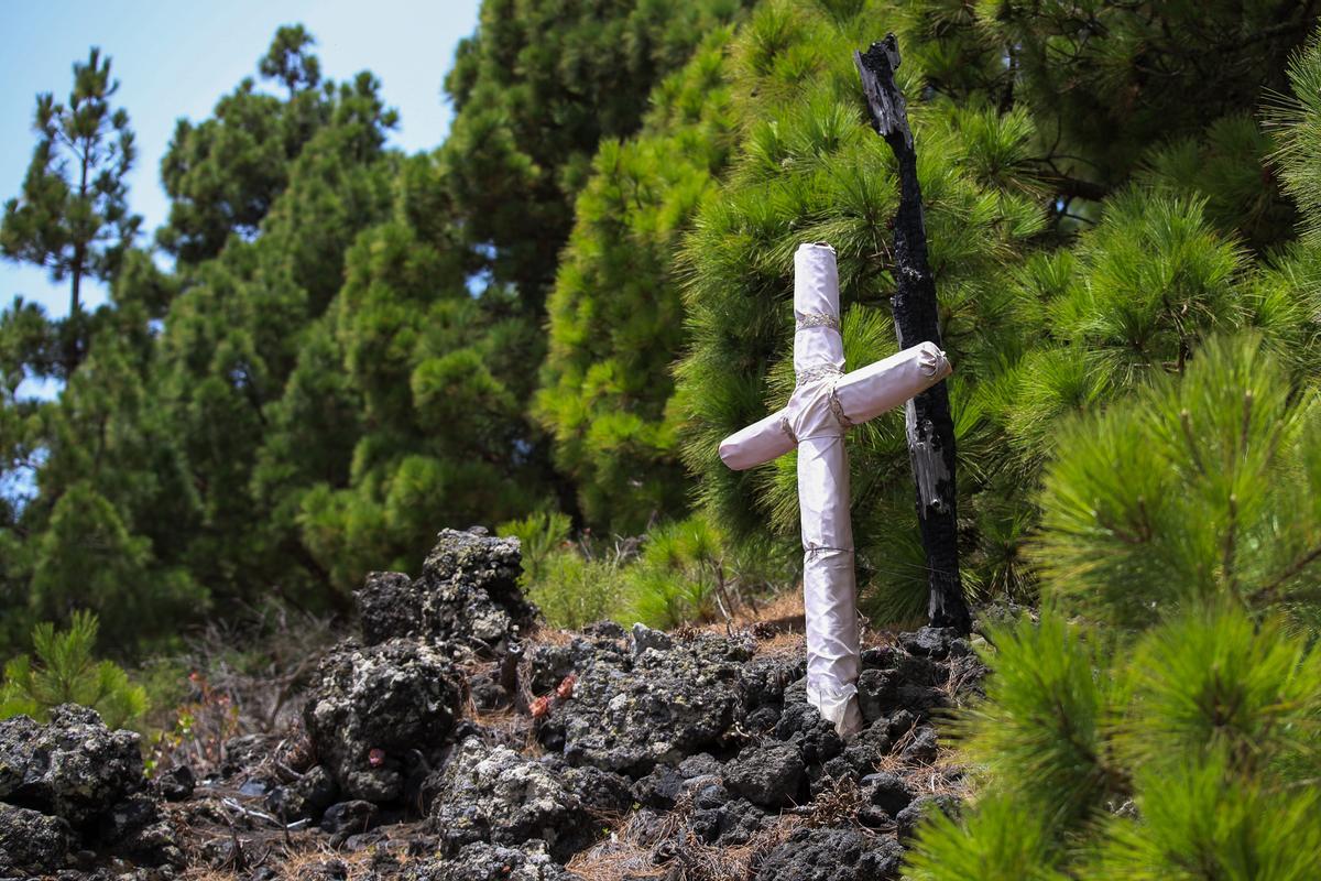 Los pinares palmeros exhiben la capacidad de regeneración de esta especie canaria.