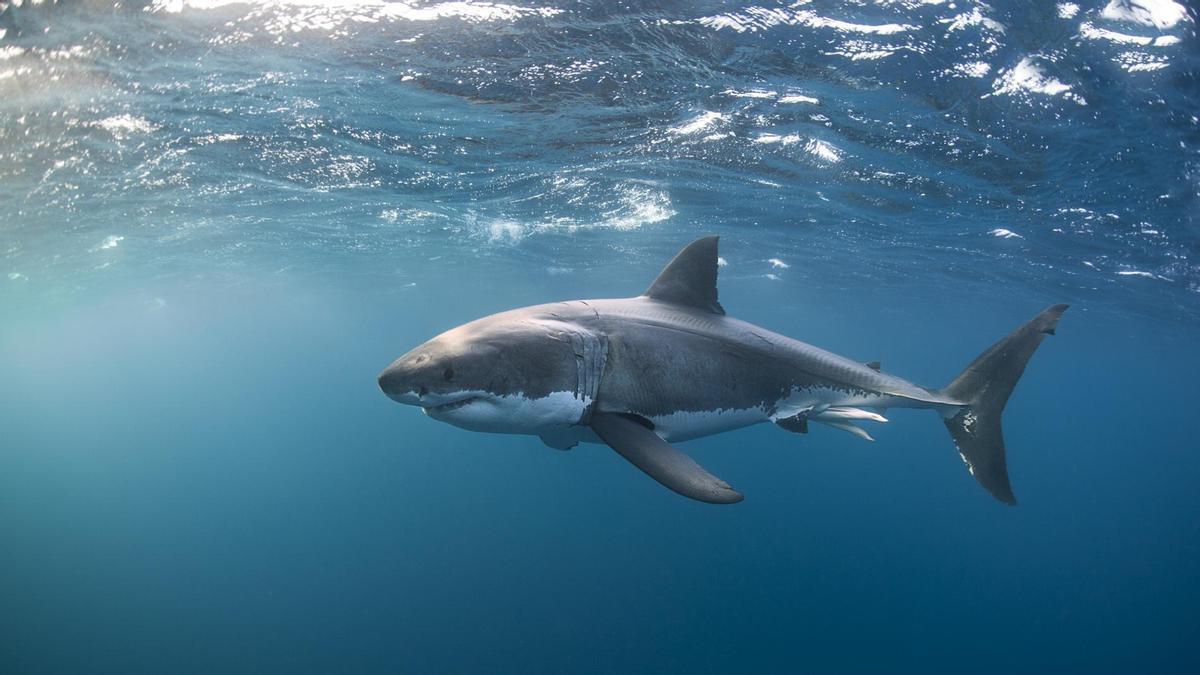 Imagen de archivo de un tiburón.