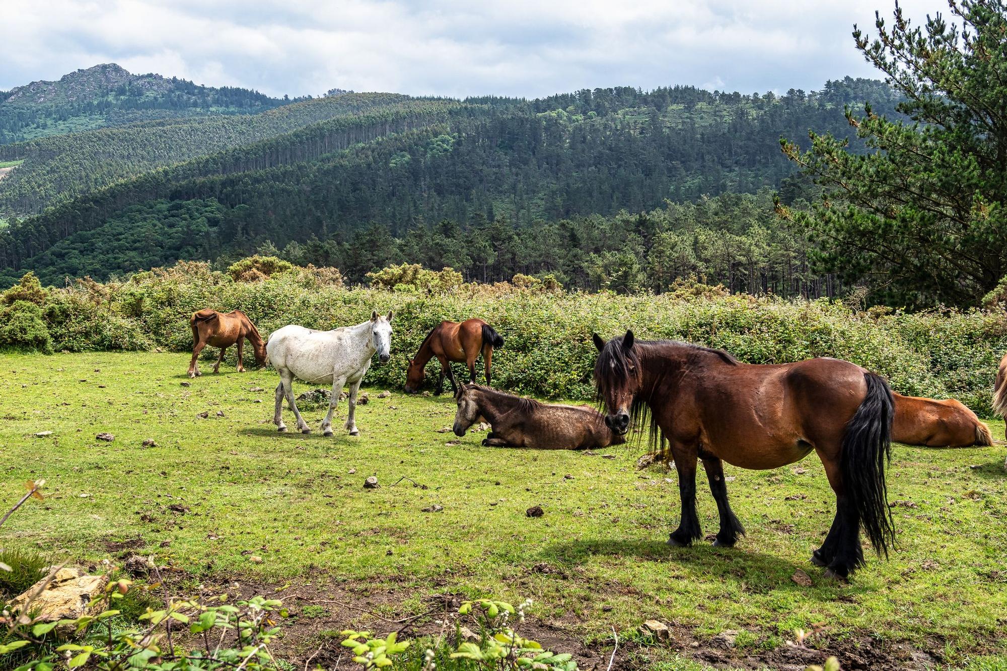 Se pueden encontrar caballos salvajes cerca de la playa.