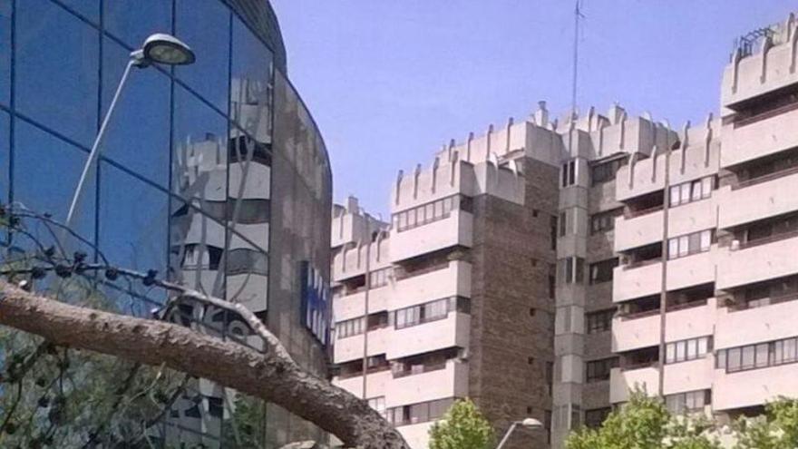 Cae un árbol a causa del fuerte viento a la altura de Gran Casa